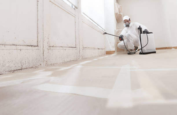 Black mold remediation team in Three Oaks